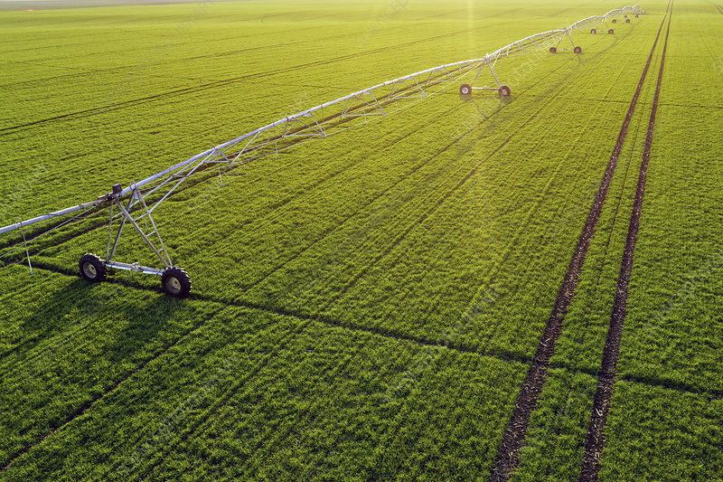 Centre-pivot irrigation in wheat field