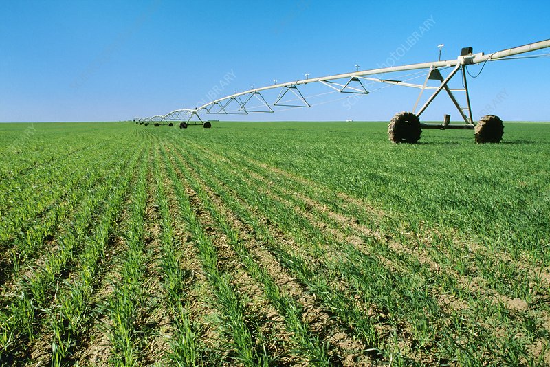 Wheat field fertilization
